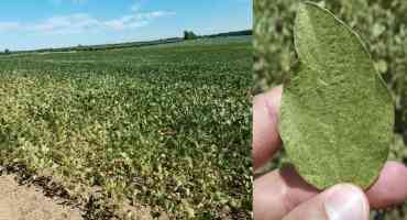 Drought-Stressed Soybeans: Keep an Eye Out for Spider Mites