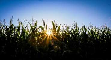 Corn Fields Add to Muggy, Humid Midwestern Temps