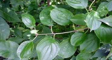 Controlling Buckthorn: The Who, What, Where, When and How