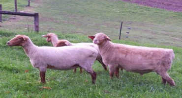 Breeding Season Preparations for Sheep Flocks