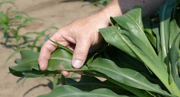 Tissue Sampling Tips for Corn, Soybean, Sugarbeet and Wheat