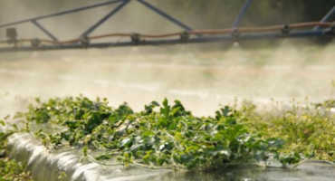 Clemson Irrigation Expert Says Crops Face Critical Water Needs