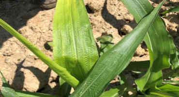 Causes of Yellowing in Corn Plants