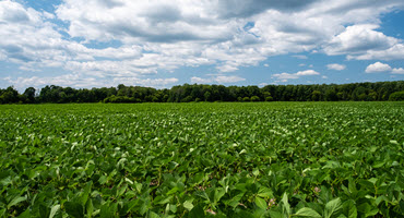 Strong outlook for Man. soybeans