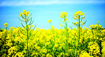 Canola on target in Sask.