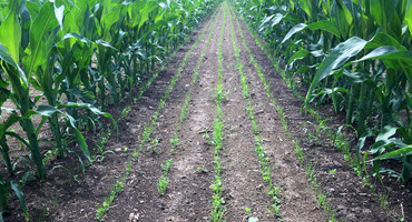 Cover crops between 60-inch corn