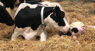 Modulating Inflammation After Calving May Improve Cow Health and Performance