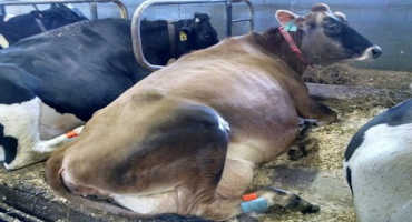 Understanding Rumination and Technologies to Monitor Rumination Behavior in Cattle