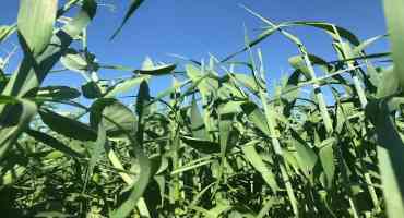 Cover Crop Considerations for 2020