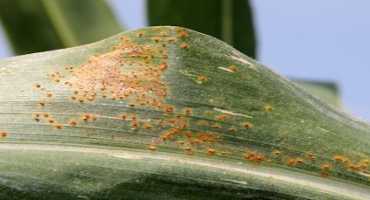 'Southern Rust' Found On Corn Crops In Western Kentucky