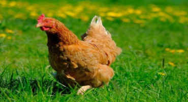Deworming Backyard Poultry