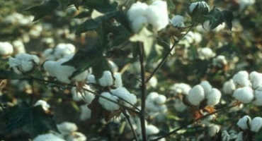Recent Dry Weather Causes Issues for Cotton, Peanuts