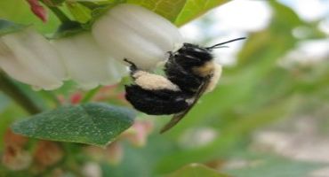 Decline Of Bees, other Pollinators Threatens US Crop Yields