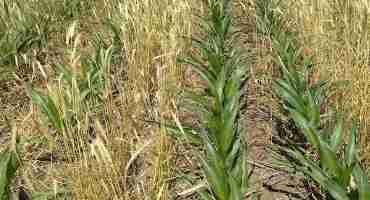 Are Cover Crops Negatively Impacting Row Crops?