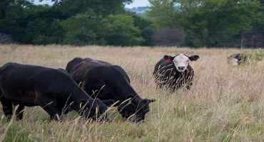 Forage Testing Helps Ensure Future Cattle Nutrition Needs Are Met