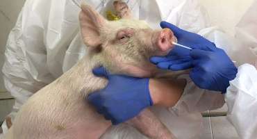 Swine Flu Strain with Human Pandemic Potential Increasingly Found in Pigs in China