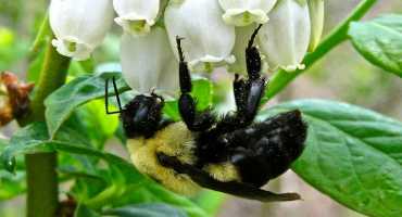 Wild bees add about $1.5 billion to yields for just six U.S. crops