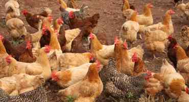 CDC Investigating Outbreak of Salmonella from Backyard Poultry