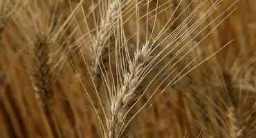 K-State Unveils Wheat Variety Disease and Insect Ratings 2020
