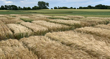New winter barley varieties for Ont.