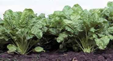Cover Crop Options For Pre-pile Sugarbeet