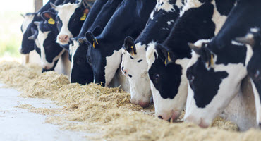 Union suggests Canada should limit U.S. dairy’s access