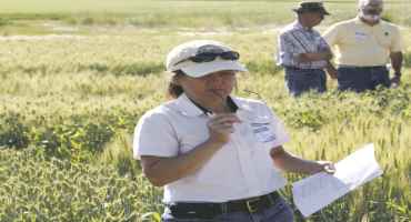 Idaho Wheat Makes Up Ground After Slow Start