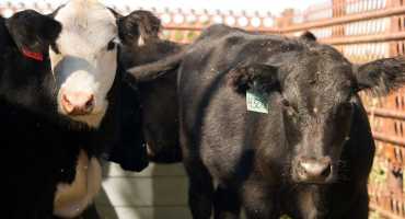 Follow Label-directed Withdrawal Times When Selling Treated Cattle