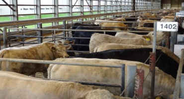 Contract Selling of Feedlot Cattle