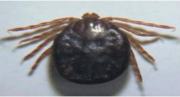 Asian Longhorned Tick; a New Tick Known to Attack Animals in Large Numbers!