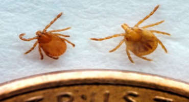 Livestock and Pet Owners Should Be Aware of Tick Season in Tennessee