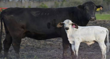 Novel Sperm Imaging Technique Could Improve Cattle, Human Fertility