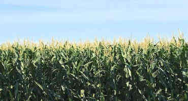 Early Forecasts Indicate Record Nebraska Corn Harvest