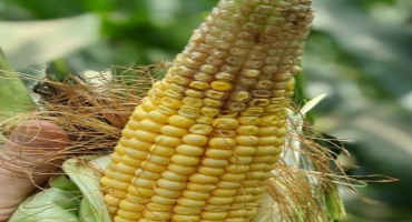 Weather Impacts to Pollination and Kernel Fill in 2020