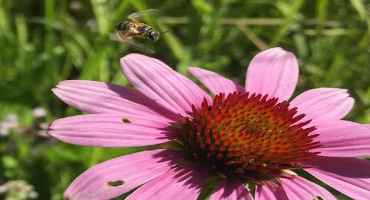 Bee Neighborly: Sharing Bees Helps More Farmers