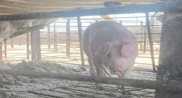 Derecho Forces Evacuation of 25,000 Pigs After Winds Rip Barns Apart