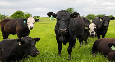 Price Protection Can Help Cattle Producers in Volatile Markets