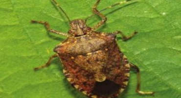 Are Stink Bugs in Your Soybean?