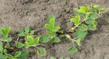 Is Boron Deficiency a Problem for Crops in Minnesota?