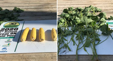 Scouts are gathering samples of corn and soybeans across Ontario