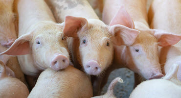 Swine Health Ontario tracks PED
