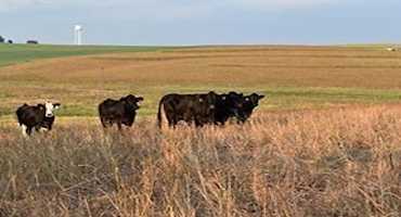 Considerations for Using CRP Forages in Beef Cattle Diets