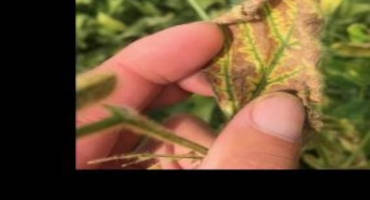 How to Identify Late Season Soybean Diseases in 2020