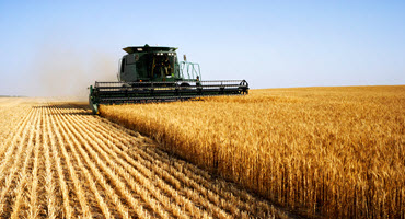 Combines roll in Sask. wheat fields