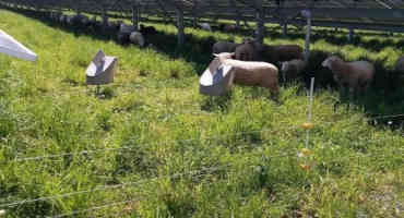 Sheep Grazing to Maintain Solar Energy Sites in Pennsylvania