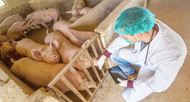 Pig health experts advise on rare cases