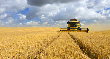 Strong Alta. barley harvest anticipated