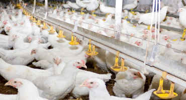 Poultry Industry Not Immune to Impact from COVID-19