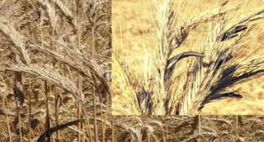 Volunteer Winter Rye Could Be a Source of Ergot in Your Wheat