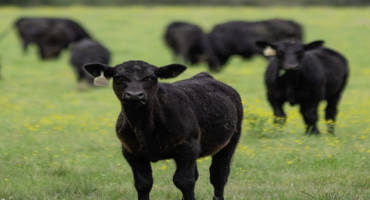 Grazing Management Impacts on Forage Systems